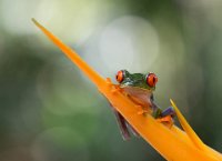 372 - AGALYCHNIS CALLIDRYAS 1 - KEURLINCKX ELS - belgium